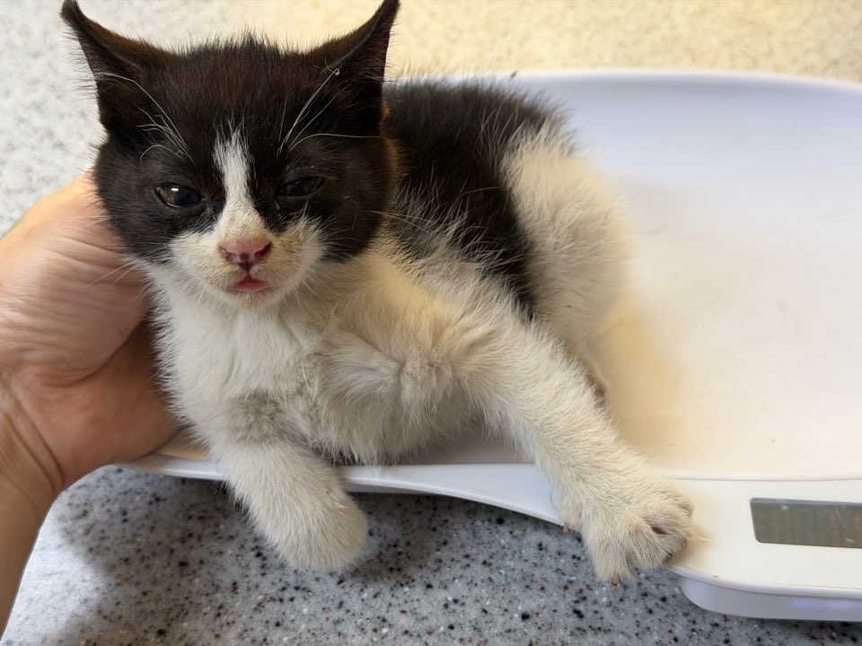 광주동물보호센터_429361202500654