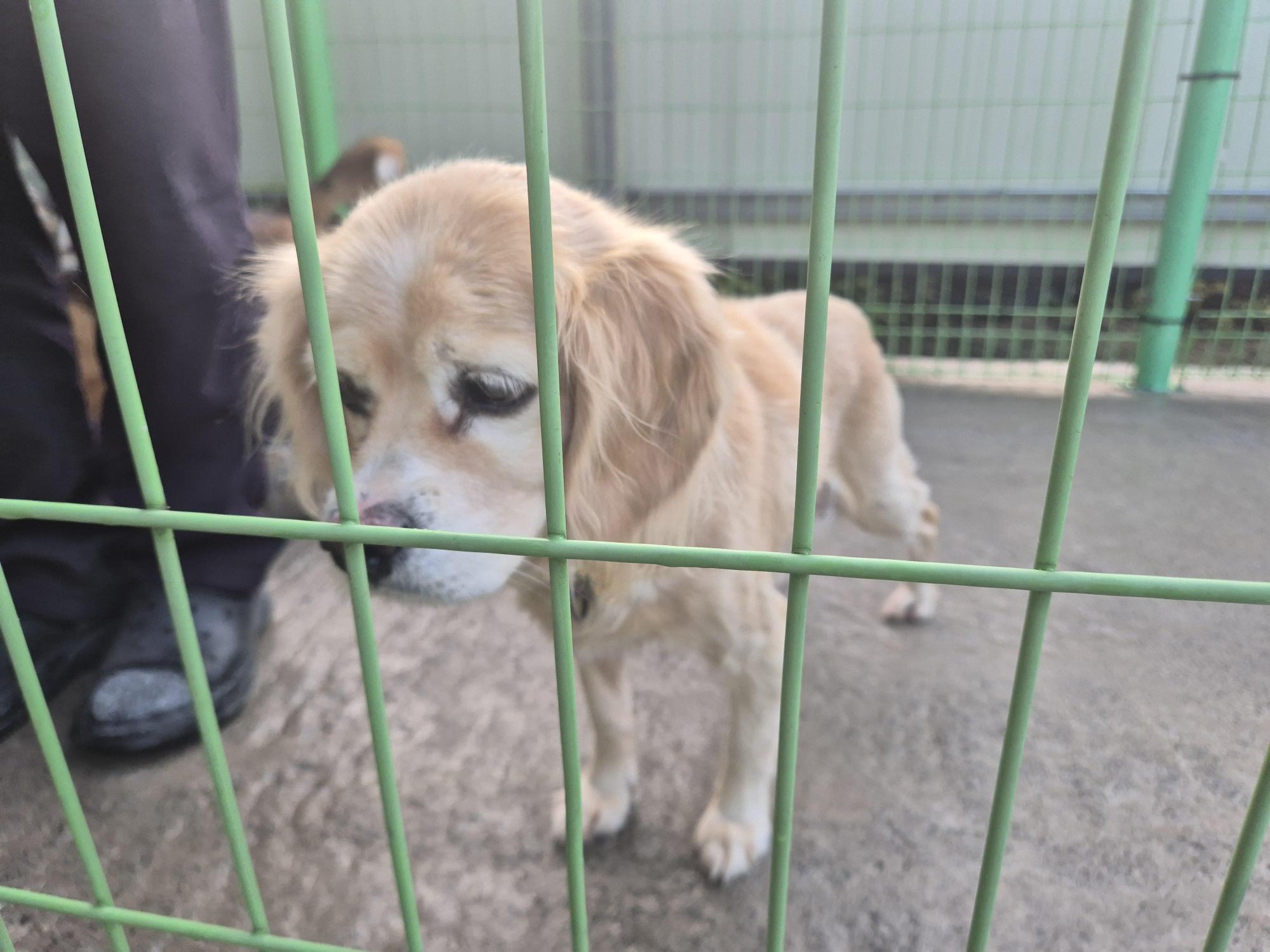 완주군유기동물보호소_445472202500637