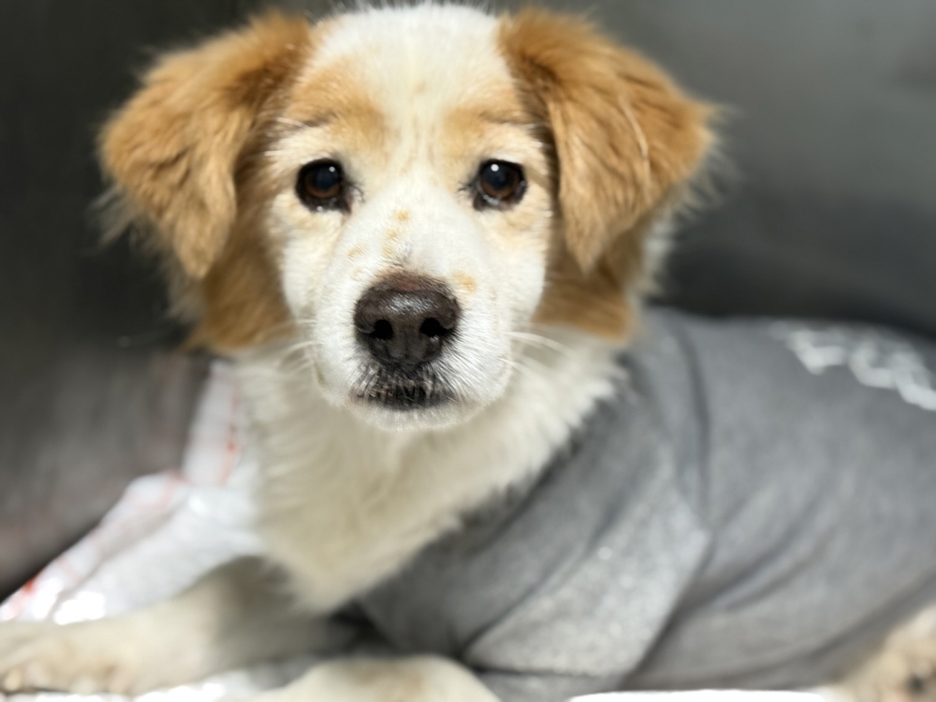 종료(반환) 믹스견…