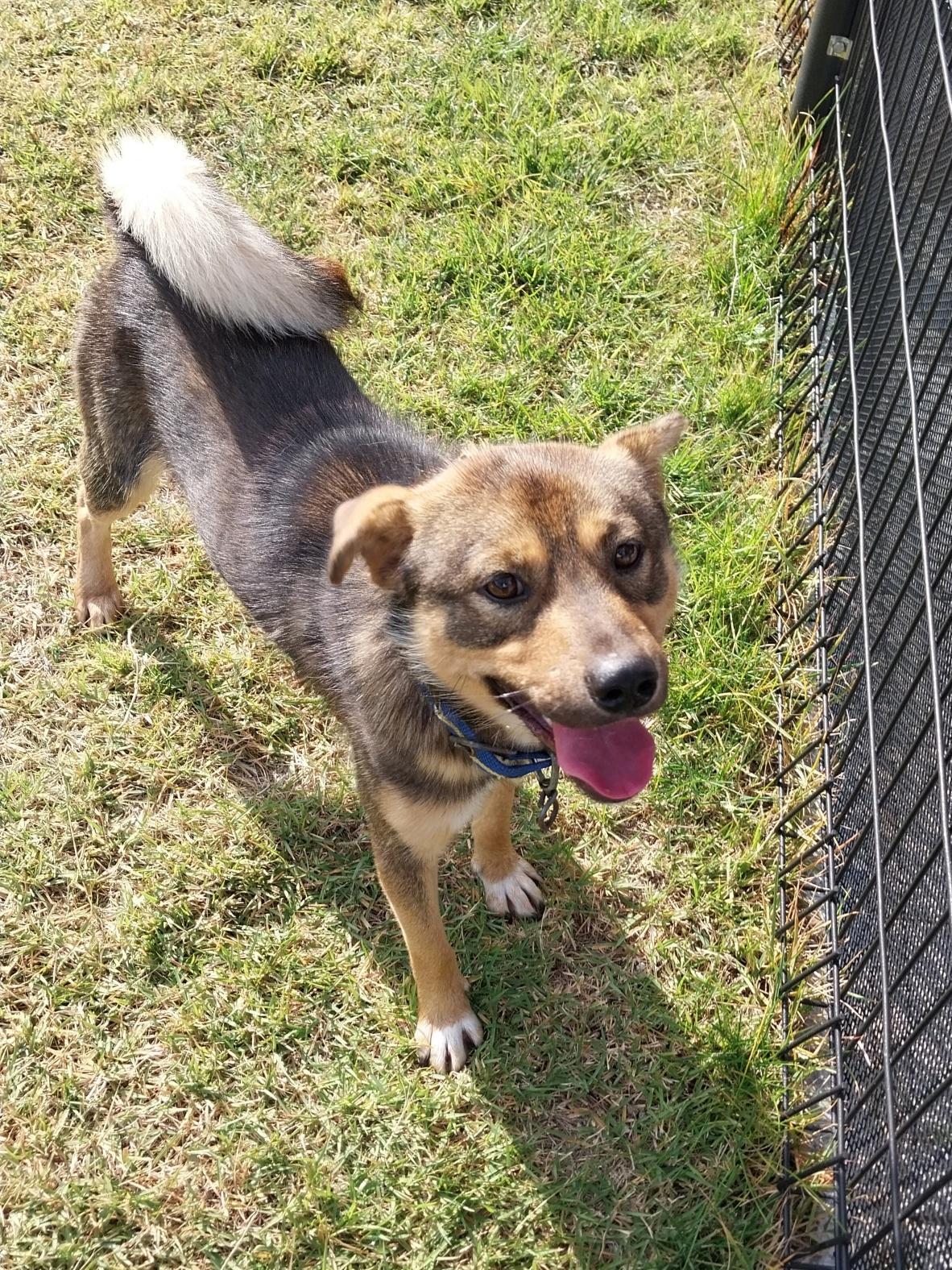 보호중 믹스견의 가…