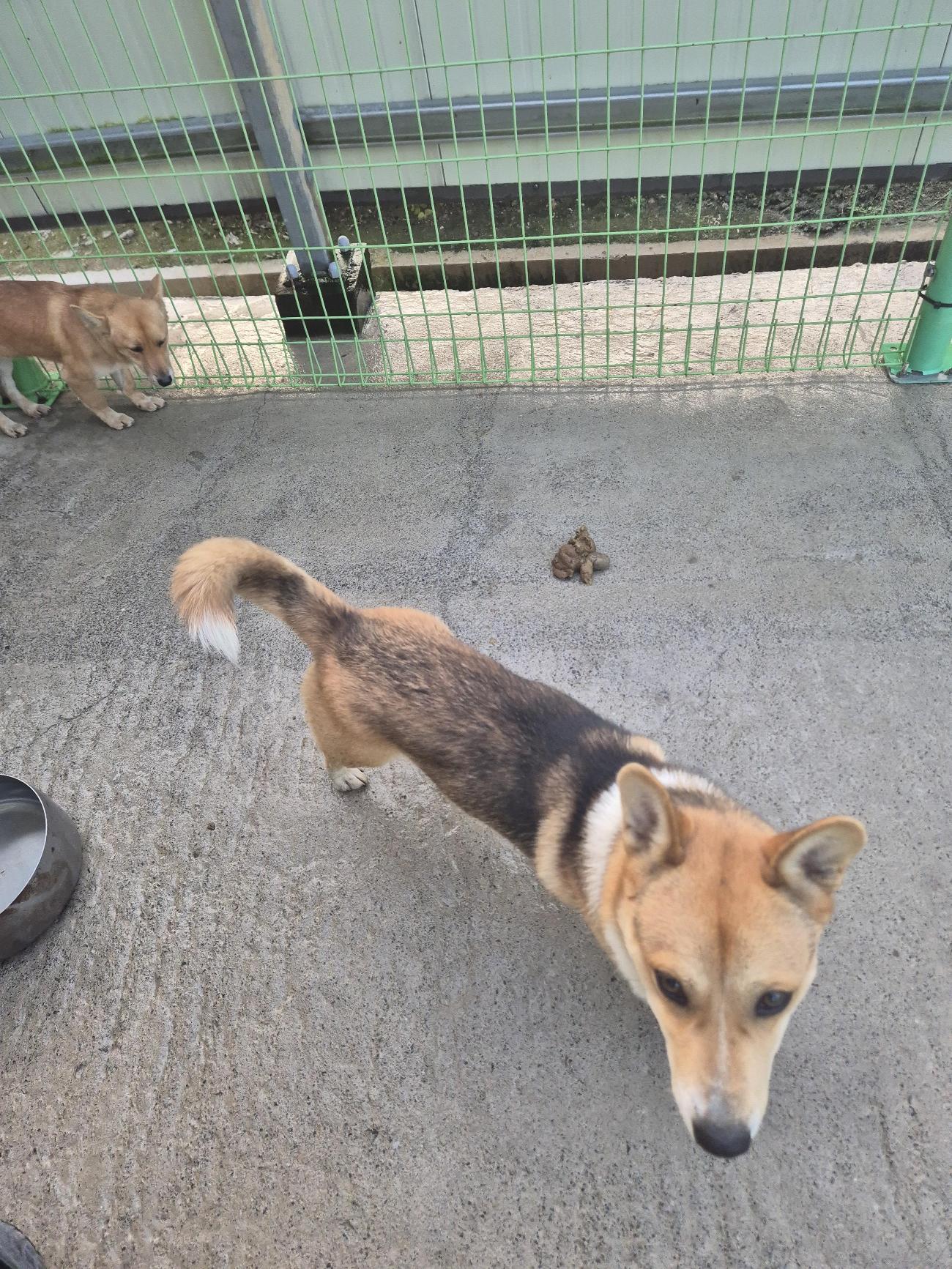 보호중 믹스견의 가…