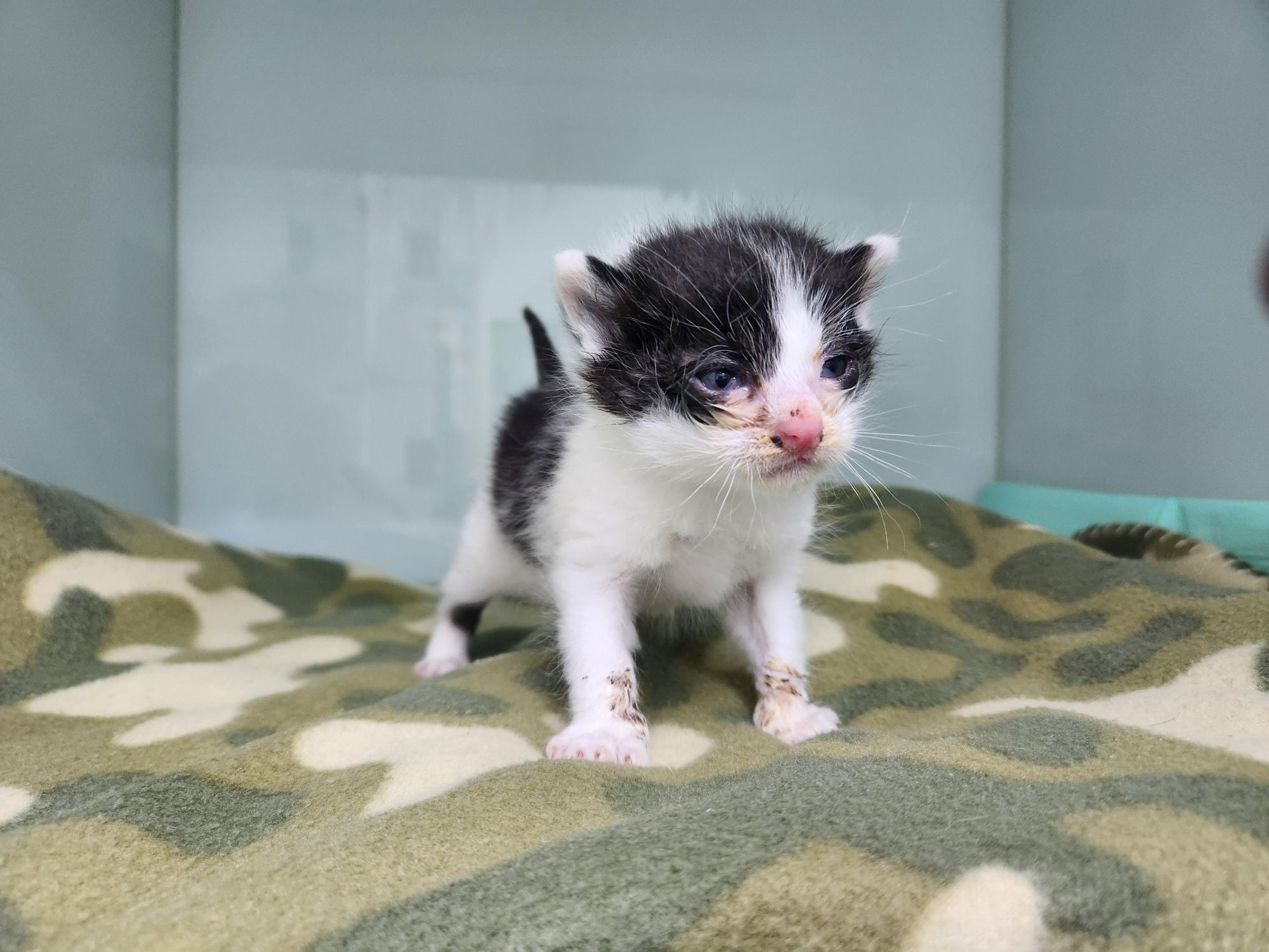 광주TNR동물병원송정_441554202501710