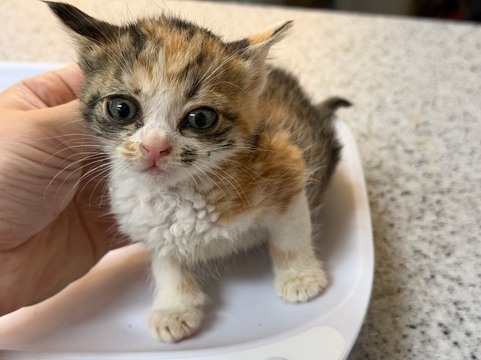 종료(자연사) 한국…