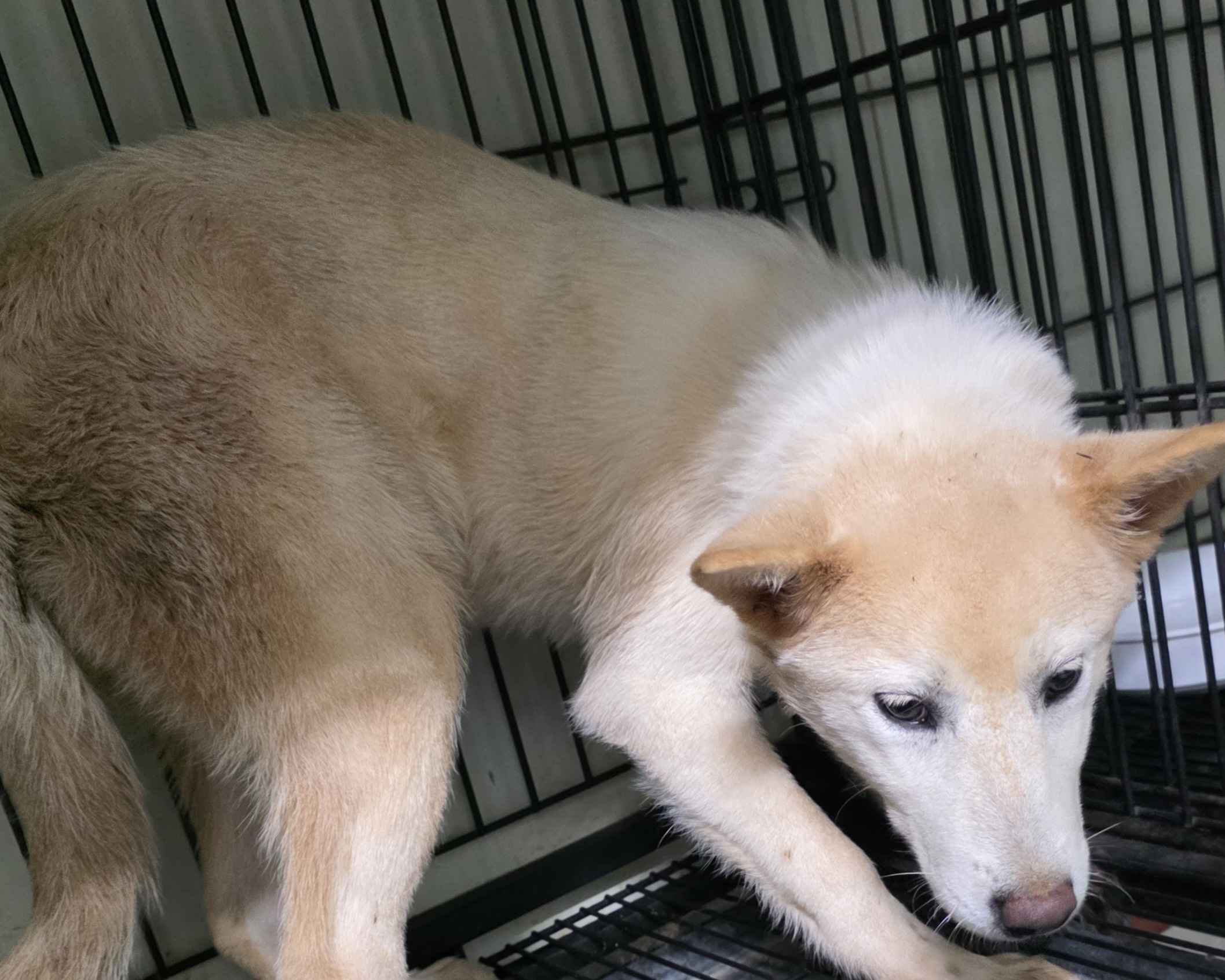 대구유기동물보호센터_427342202500862