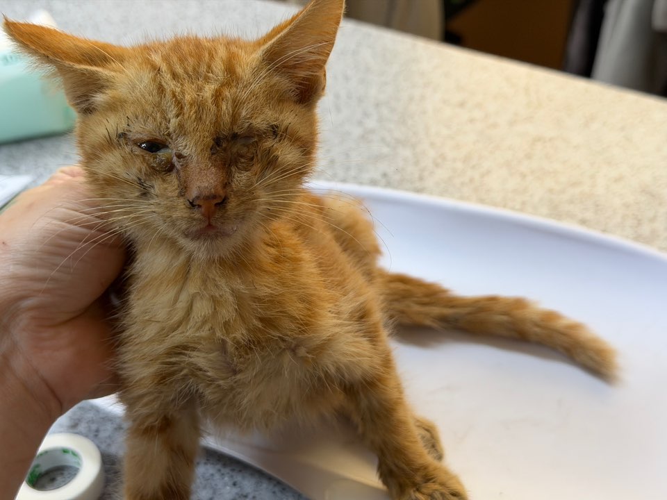 광주동물보호센터_429362202500833