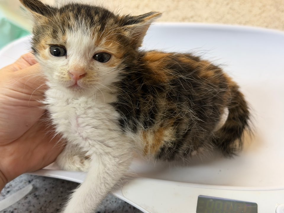 다나동물병원_429363202500907