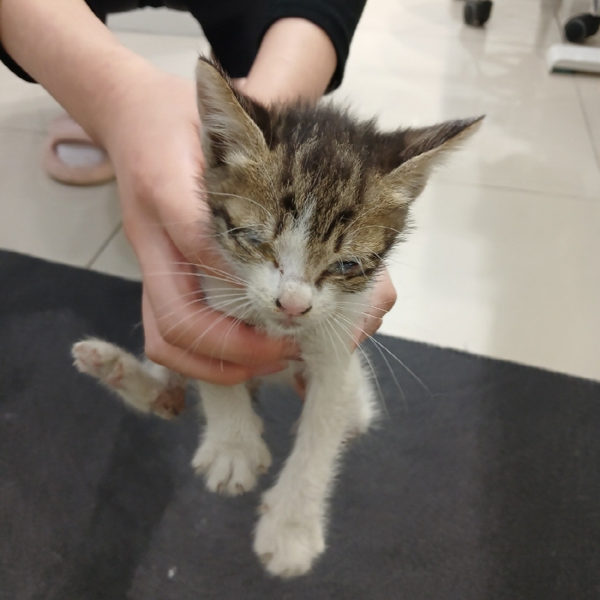 익산유기동물보호소_445468202503024