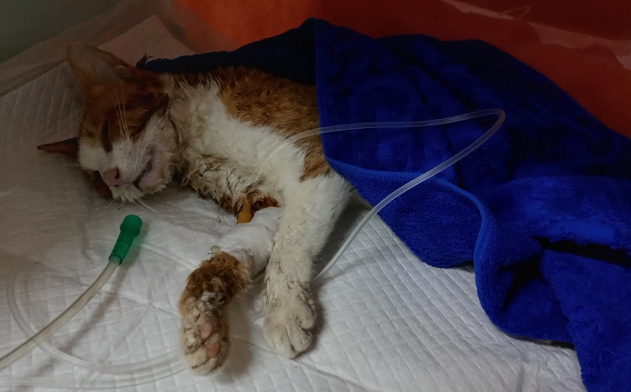 산타클라라동물병원_431369202500734