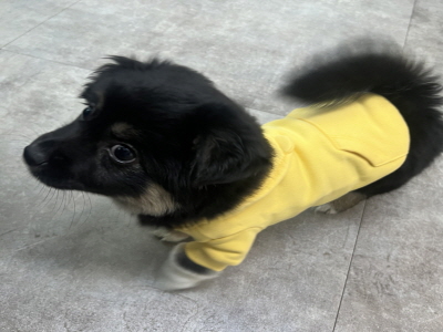 종료(입양) 믹스견…