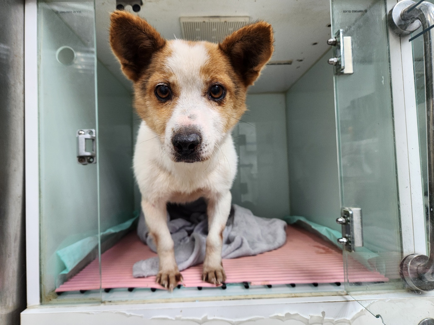 종료(반환) 믹스견…