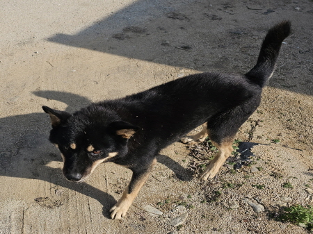 원주시동물보호센터_442419202500831