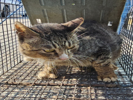 원주시동물보호센터_442419202500832