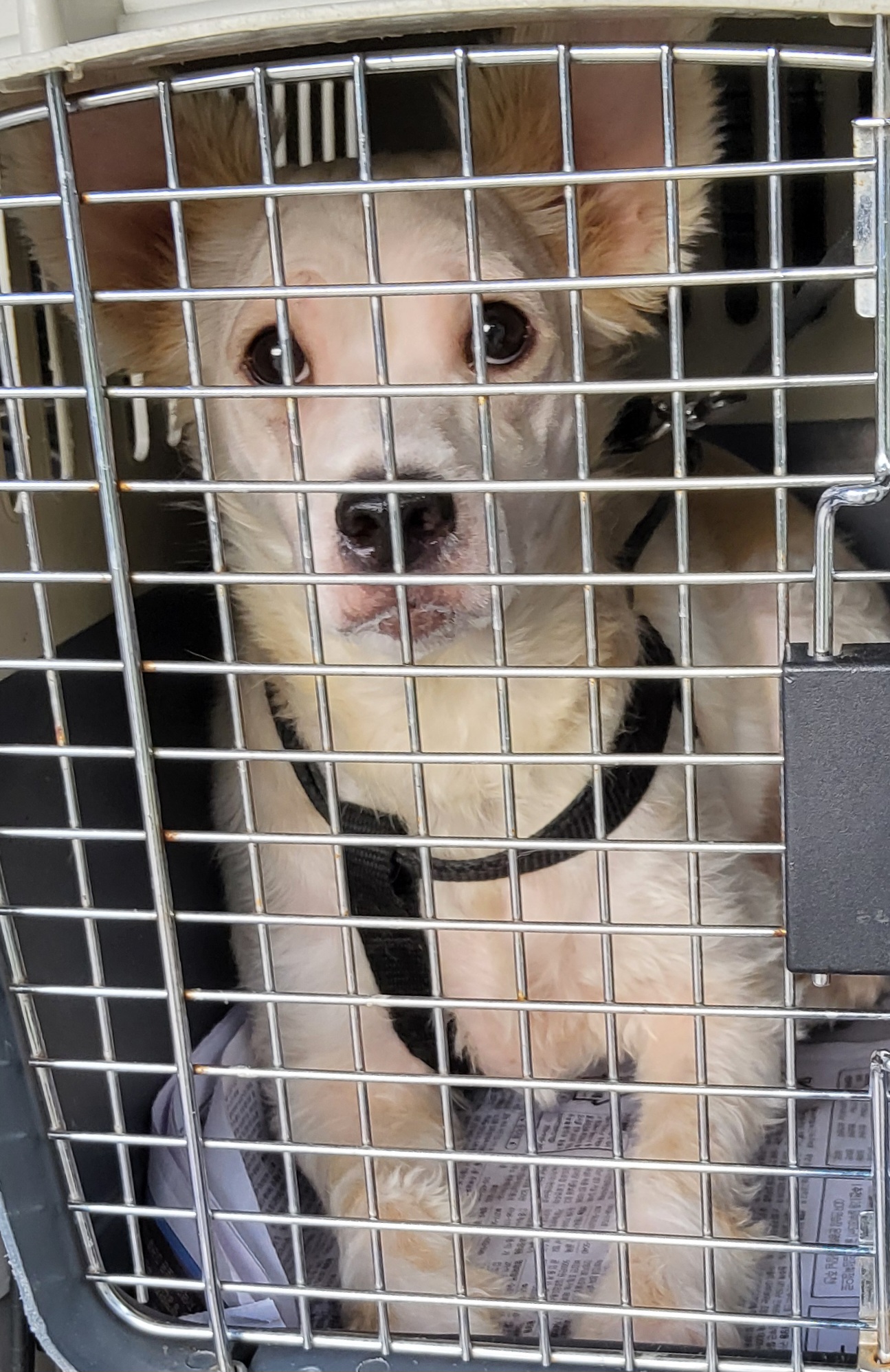 목포시유기동물보호소_446480202501485