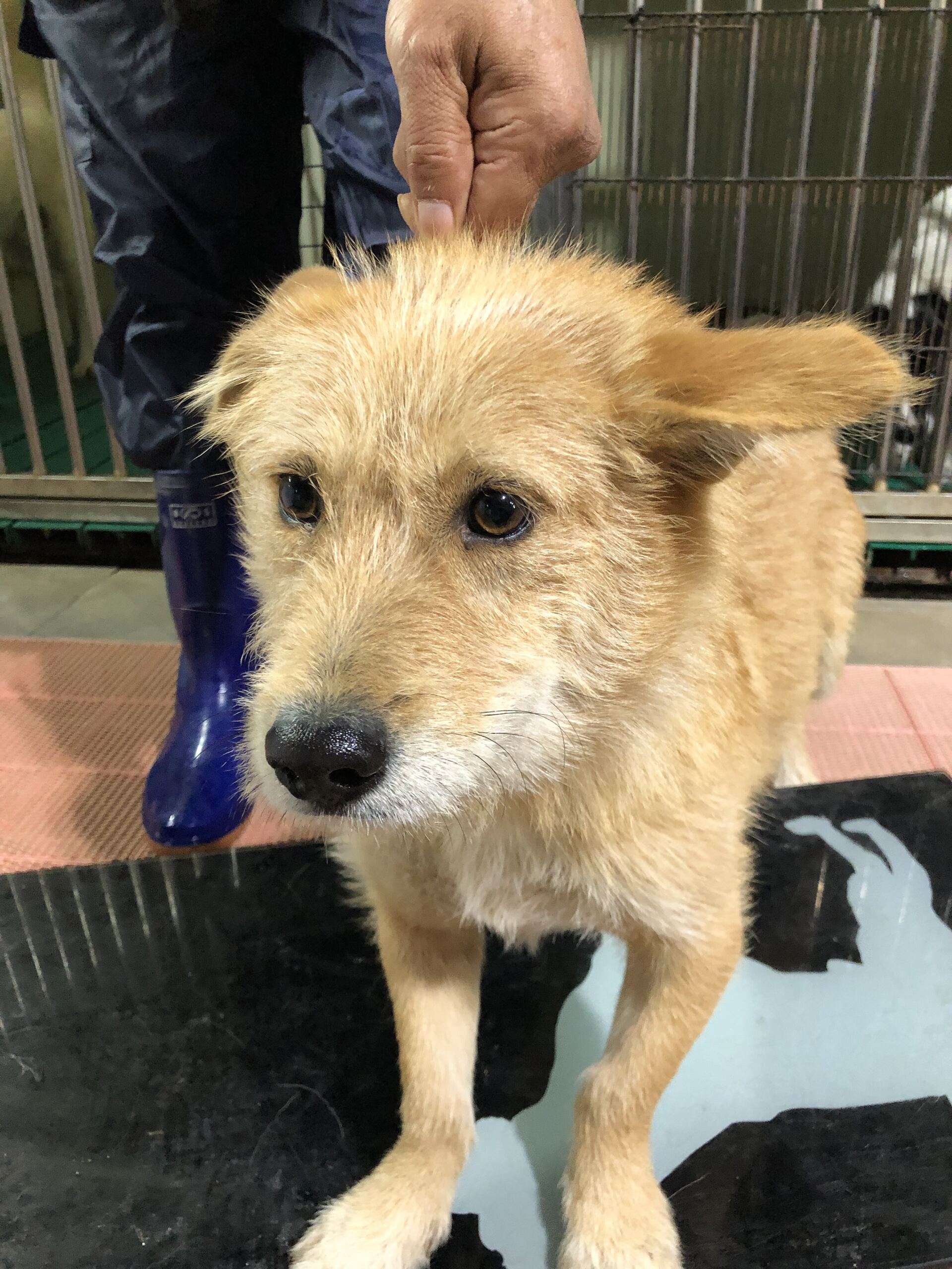 디디동물병원_428357202501568