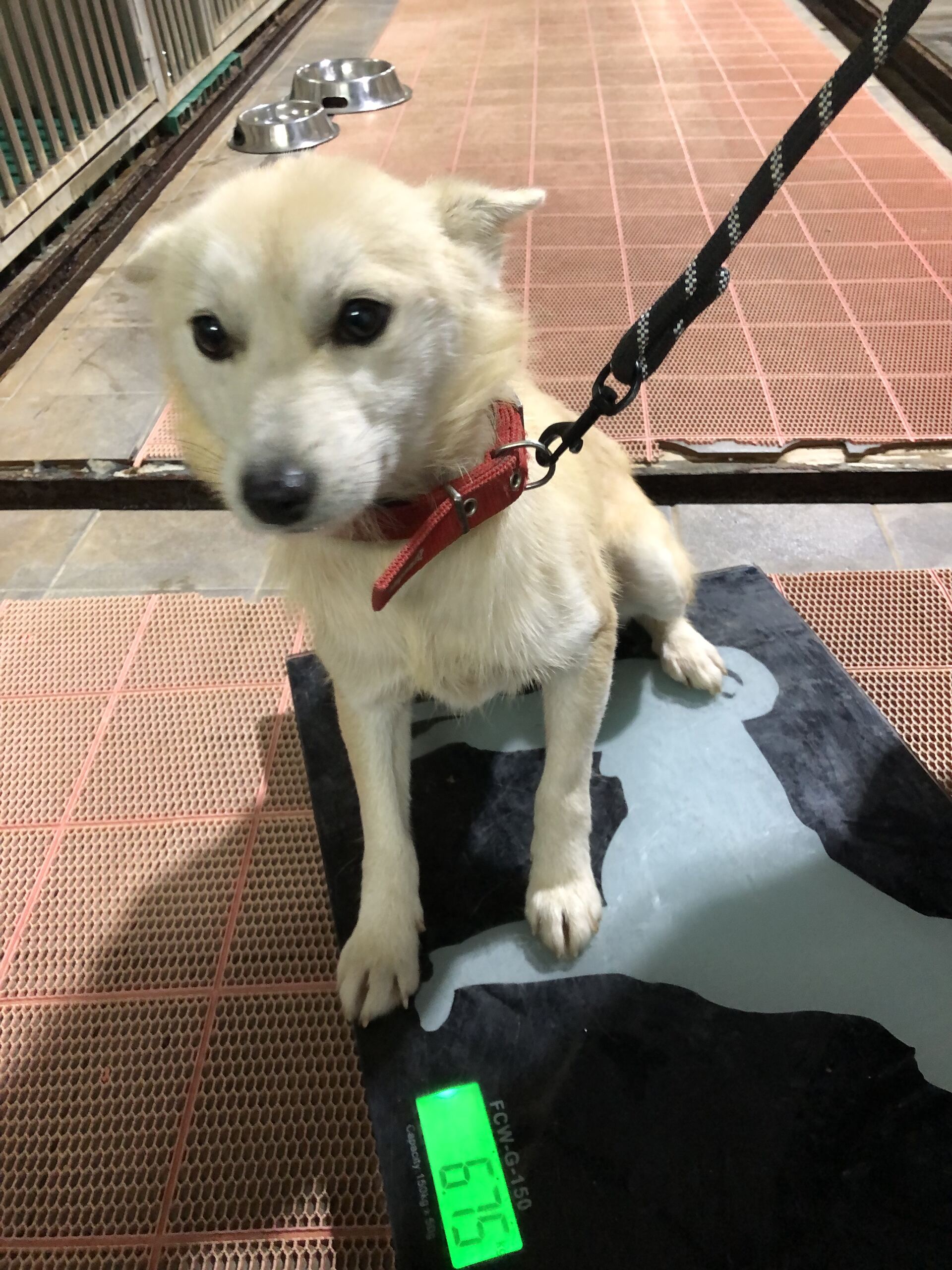 디디동물병원_428357202501567