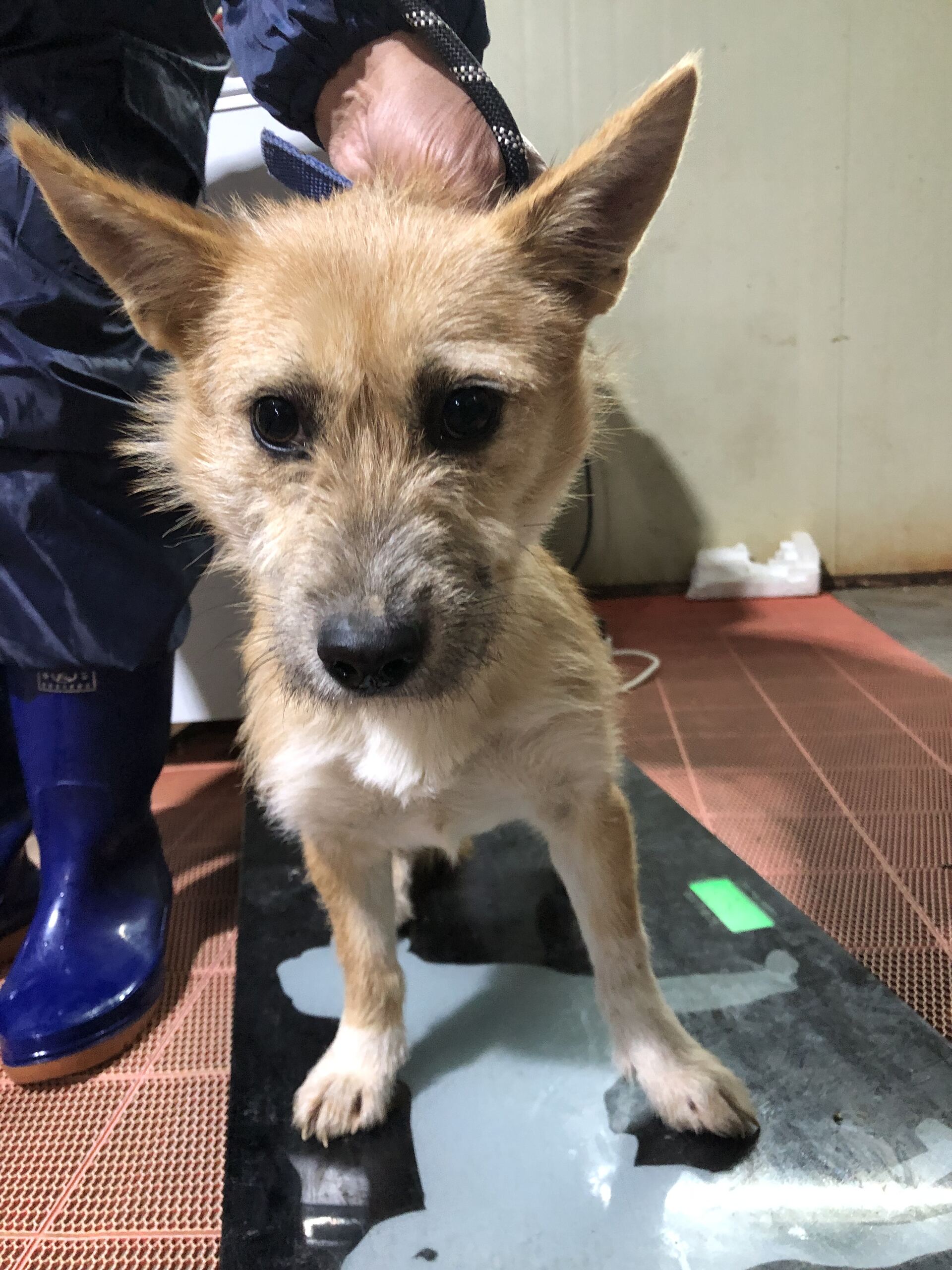 보호중 믹스견의 가…