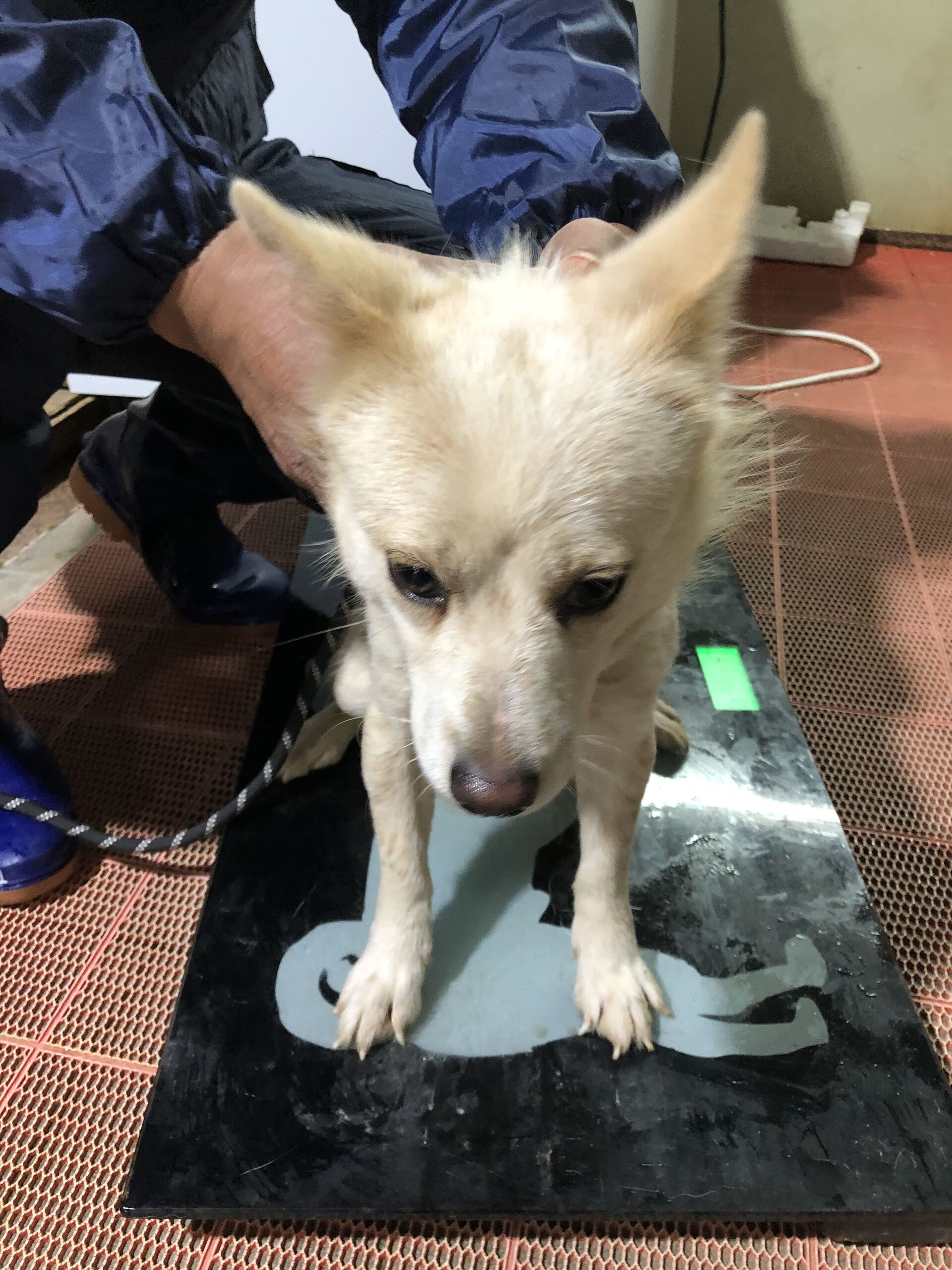 보호중 믹스견의 가…