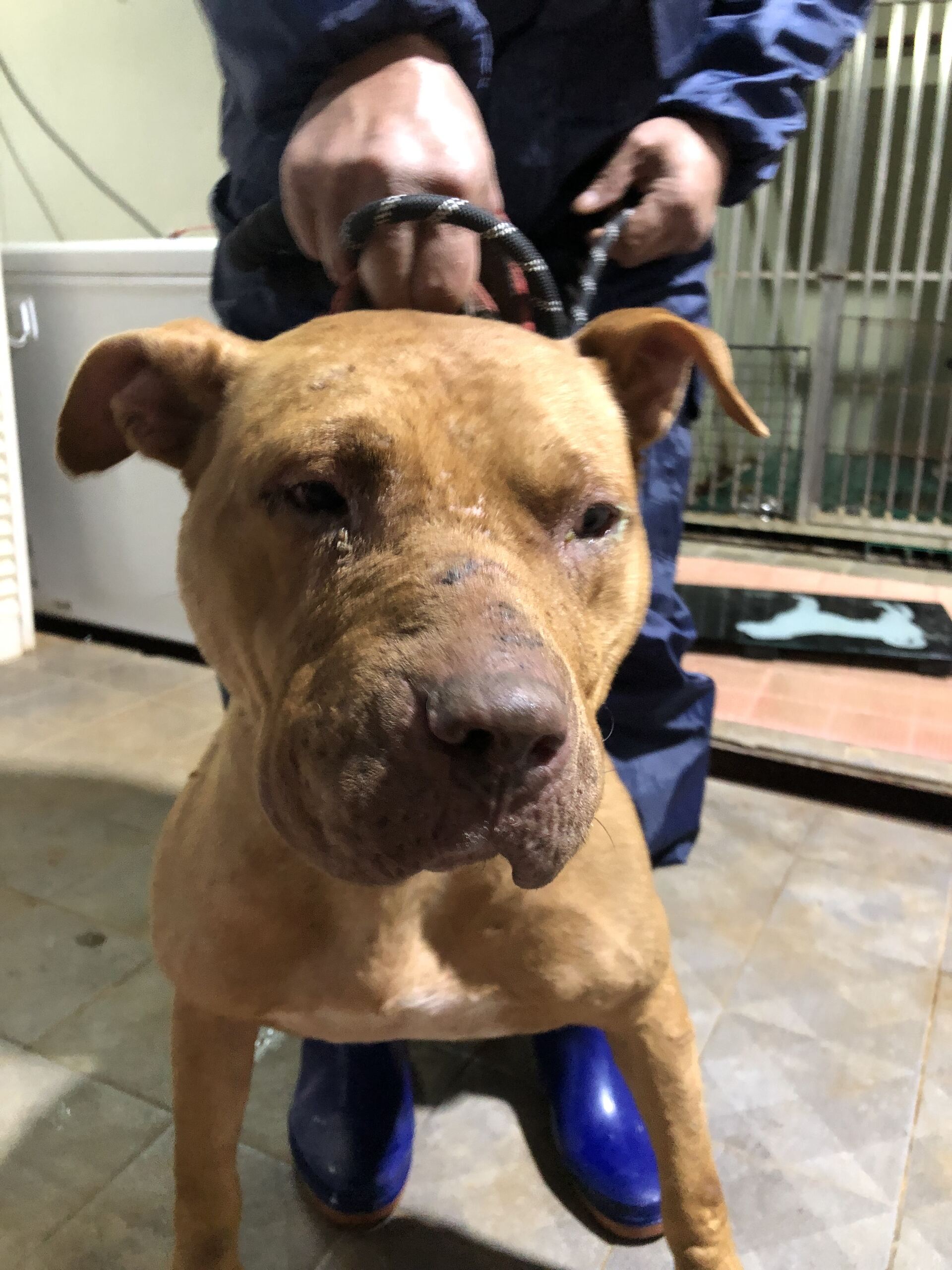 종료(반환) 믹스견…