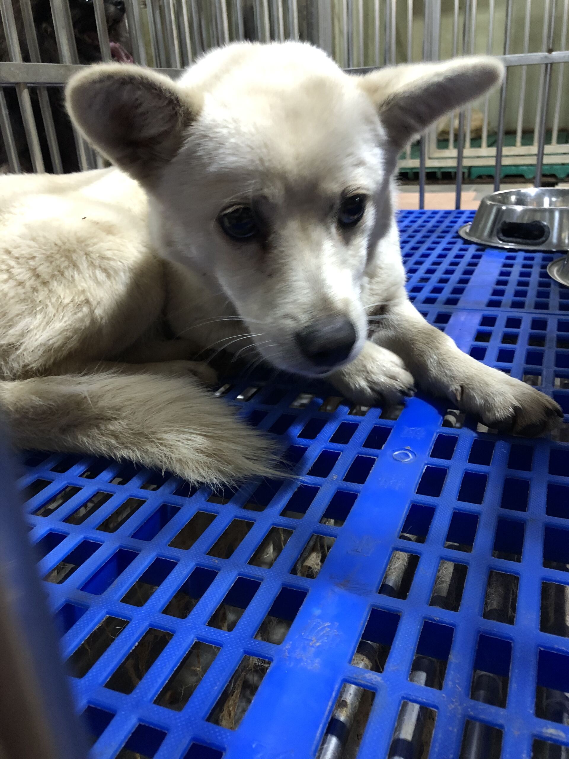 종료(안락사) 믹스…