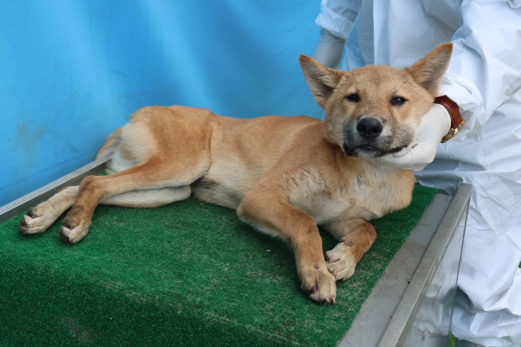 제주 동물보호센터_450650202503015