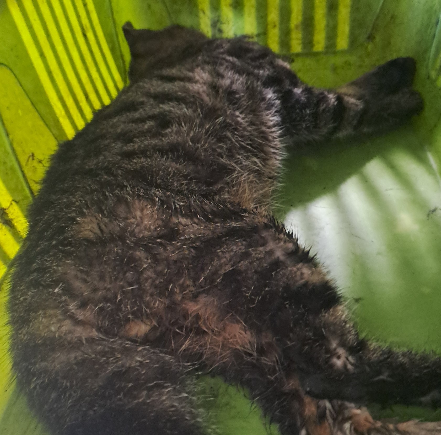 대구유기동물보호협회_427347202500909