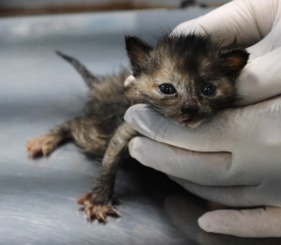 제주 동물보호센터_450650202503016