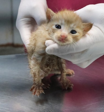 제주 동물보호센터_450650202503018