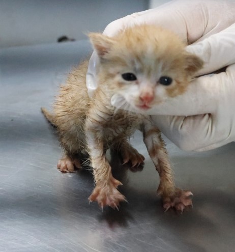 보호중 한국 고양이…