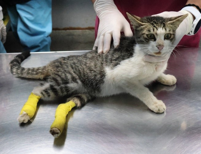 제주 동물보호센터_450650202503019