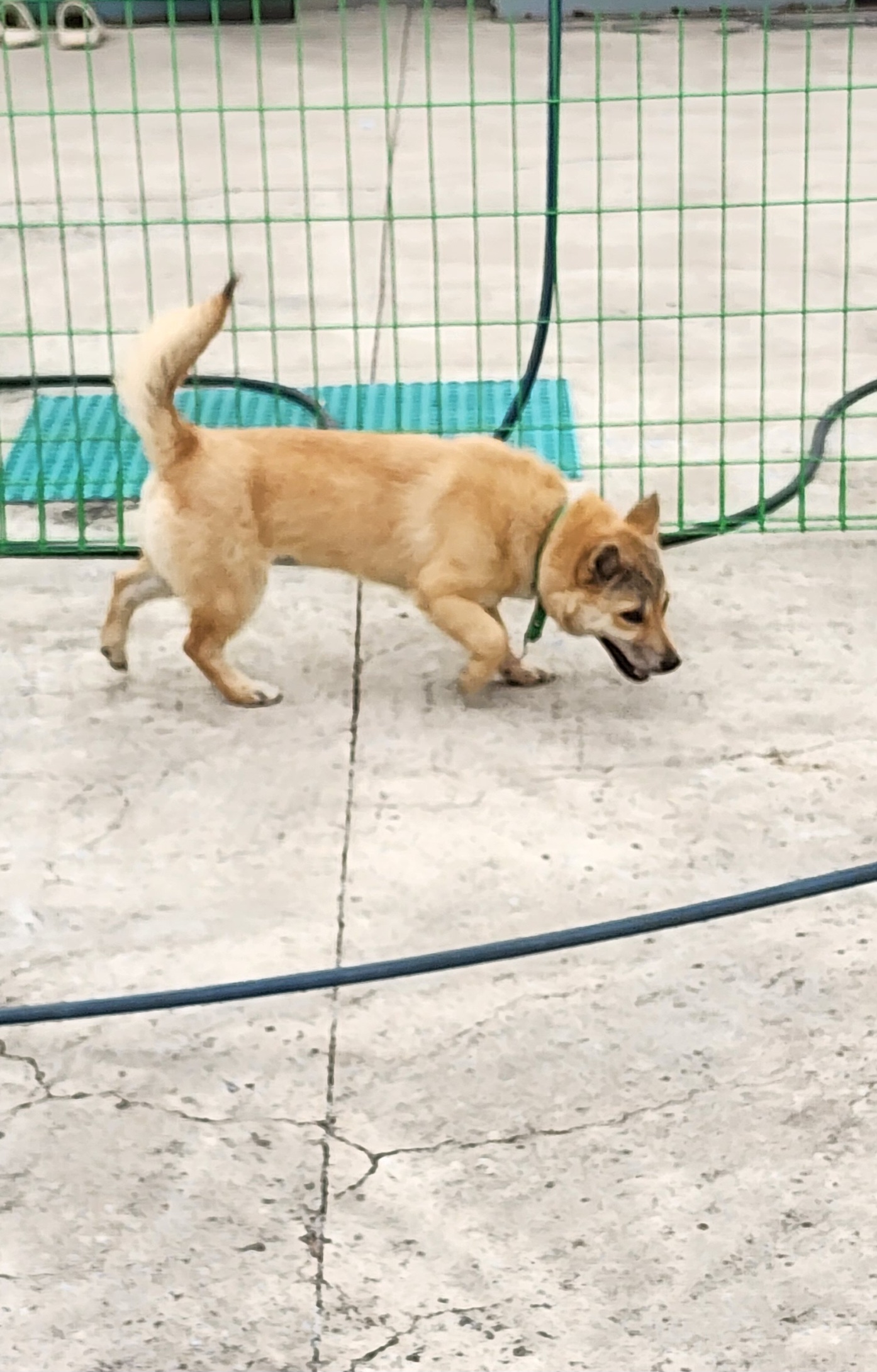 종료(반환) 믹스견…