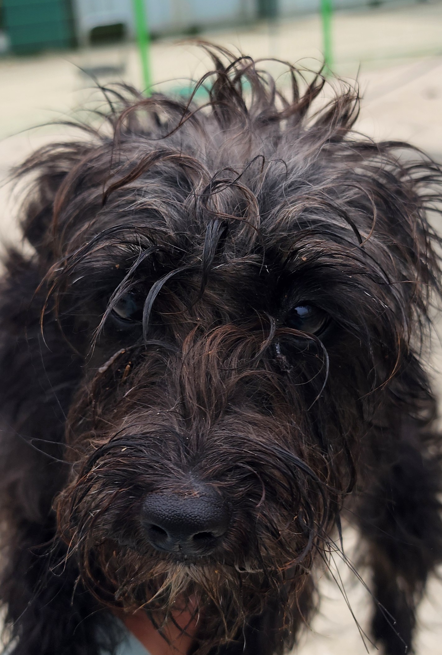 보호중 믹스견의 가…