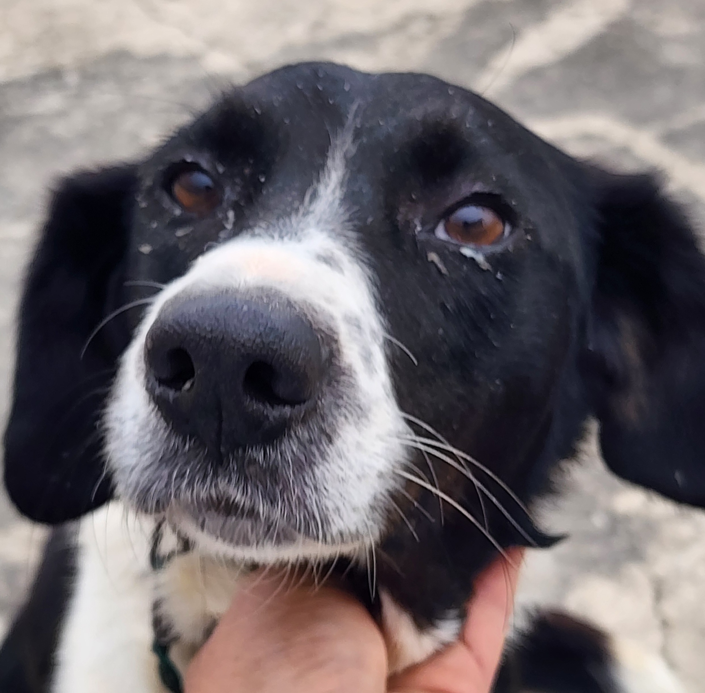 보호중 믹스견의 가…