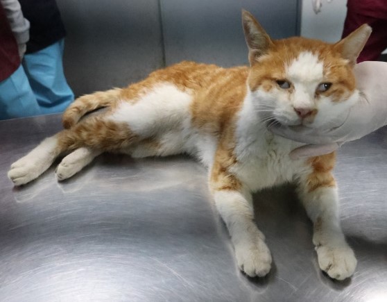 제주 동물보호센터_450650202503020