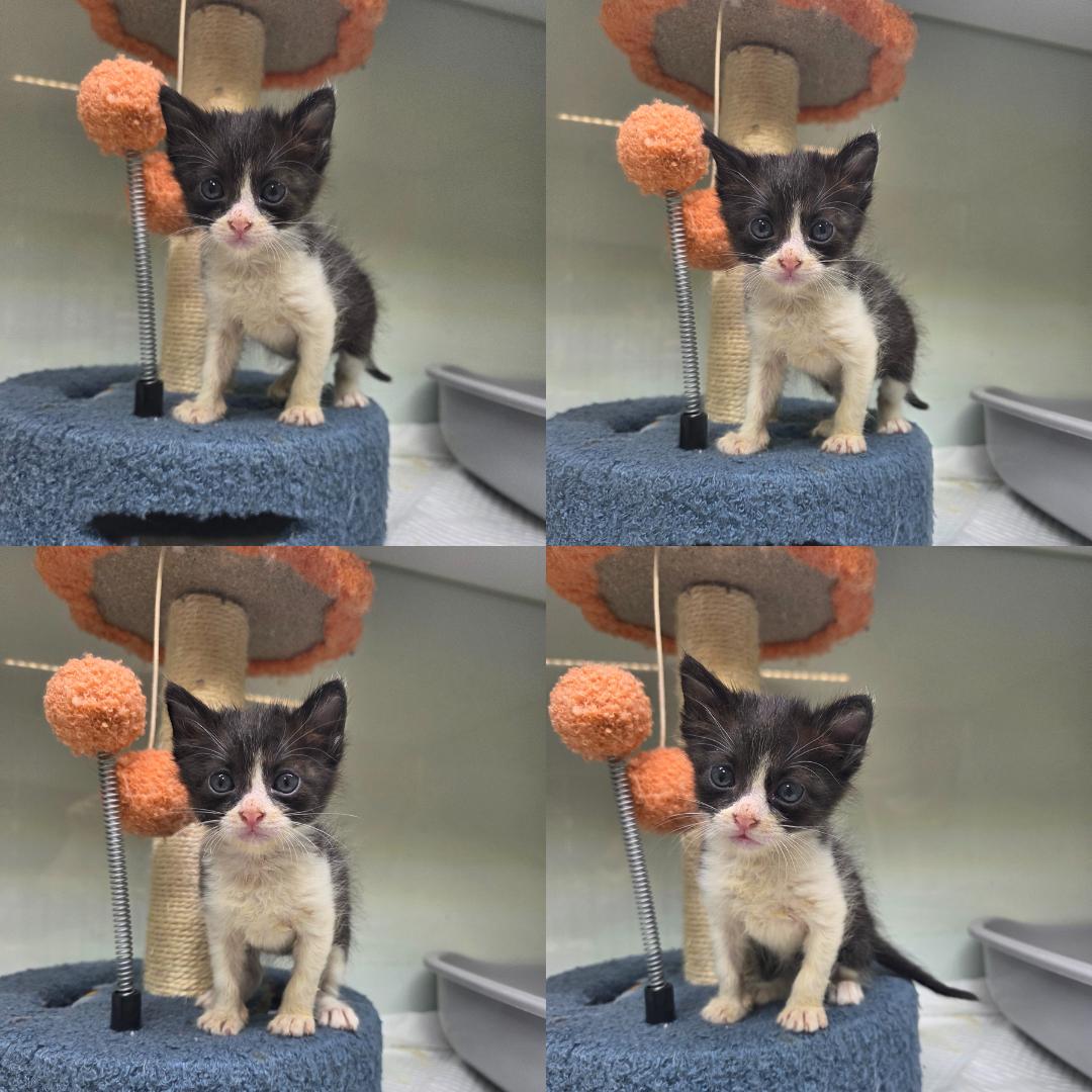 반려동물 입양센터_447508202501577