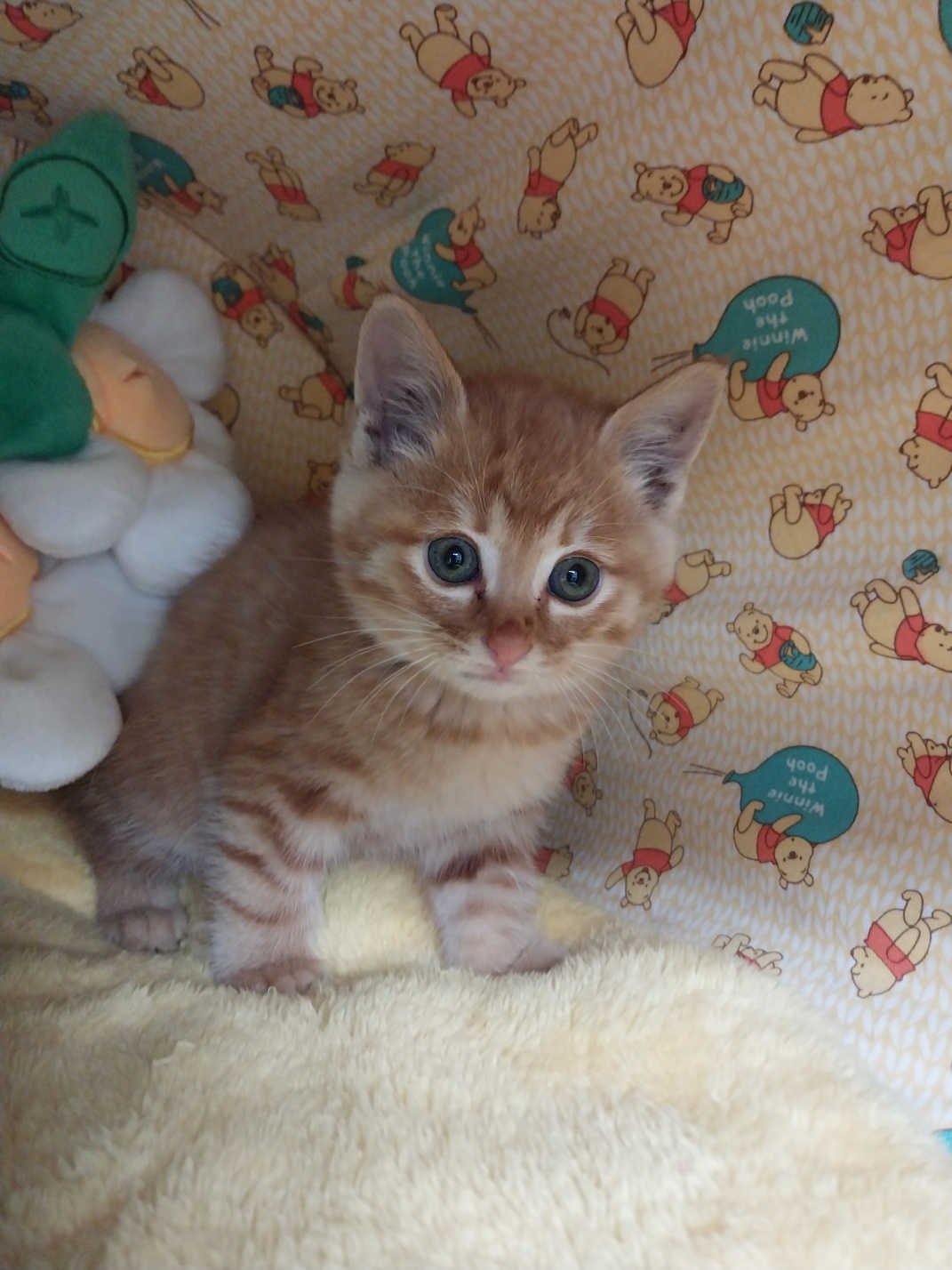 거제시동물보호센터_448537202501409