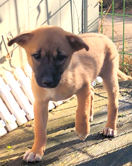 보호중 믹스견의 가…