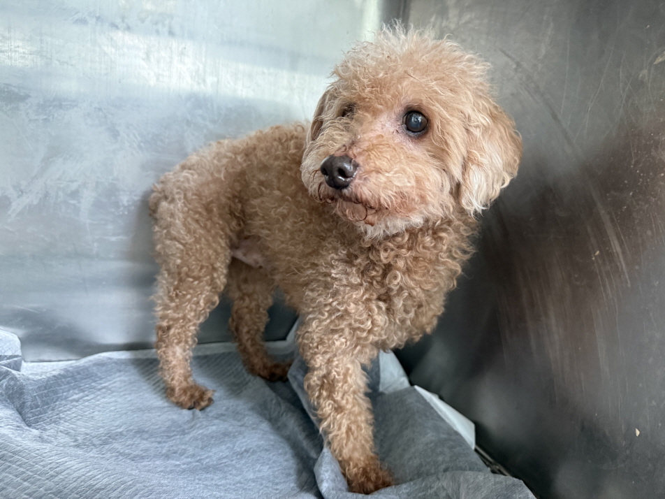 광주동물보호센터_429361202500656