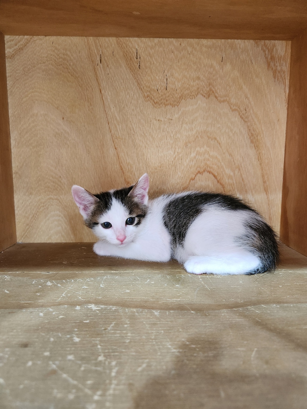 보호중 한국 고양이…