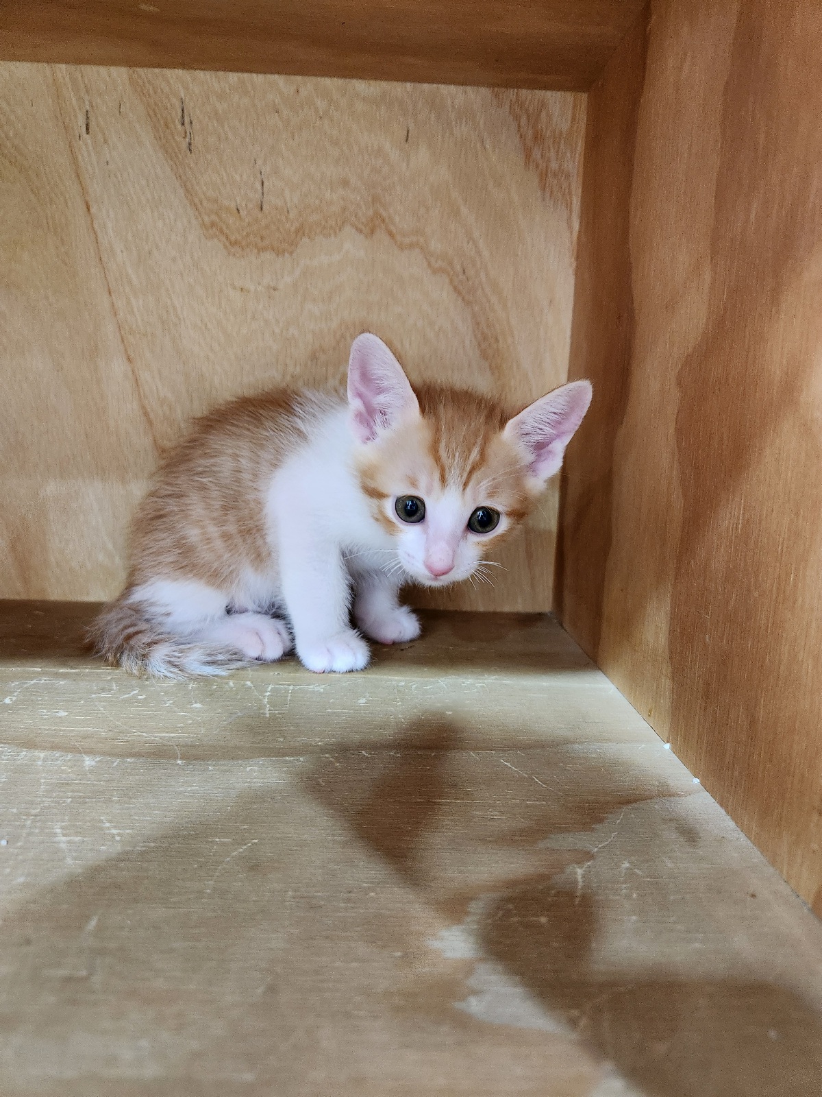 대구시수의사회(동산)_427341202500692