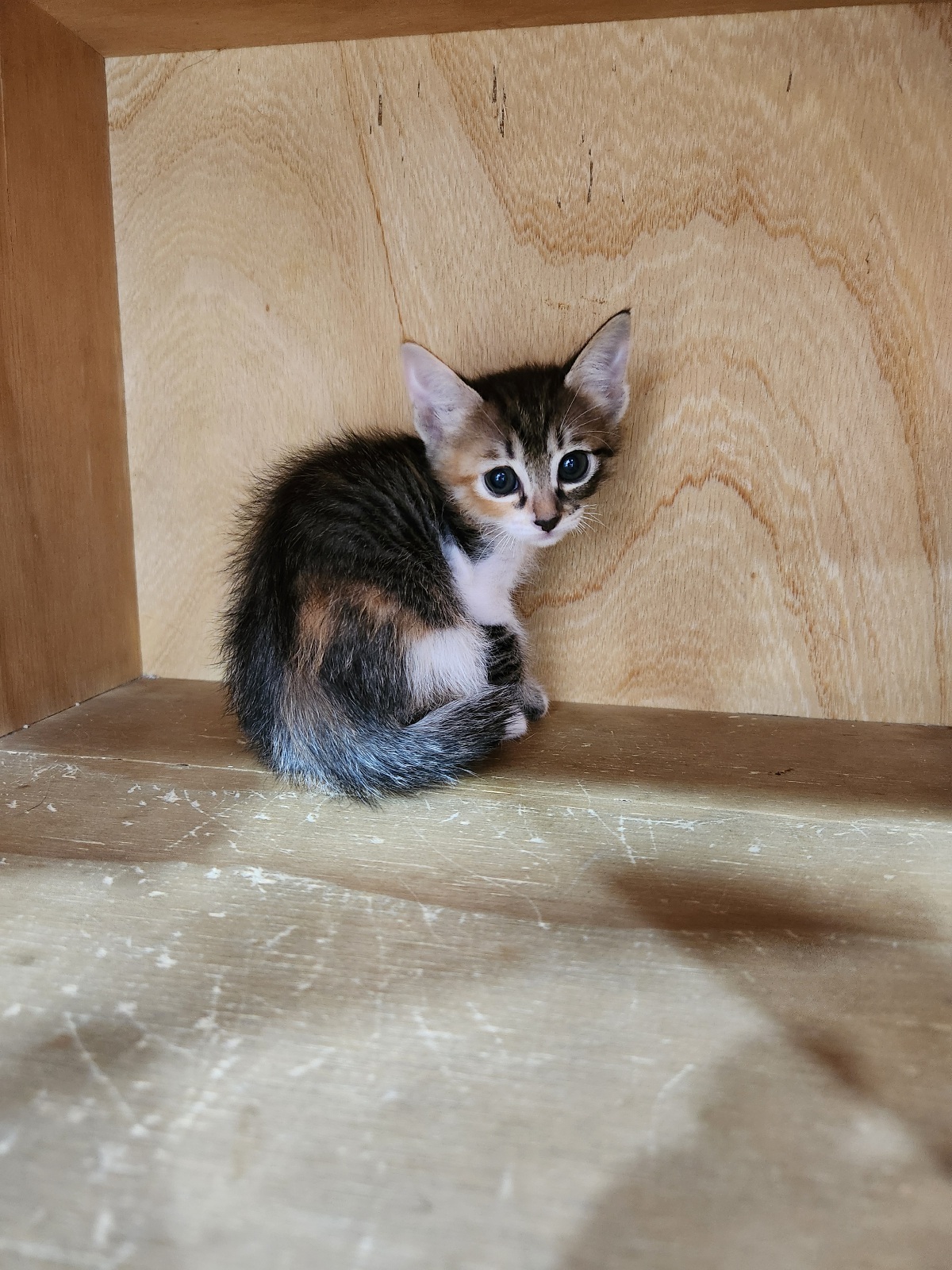 종료(입양) 한국 …