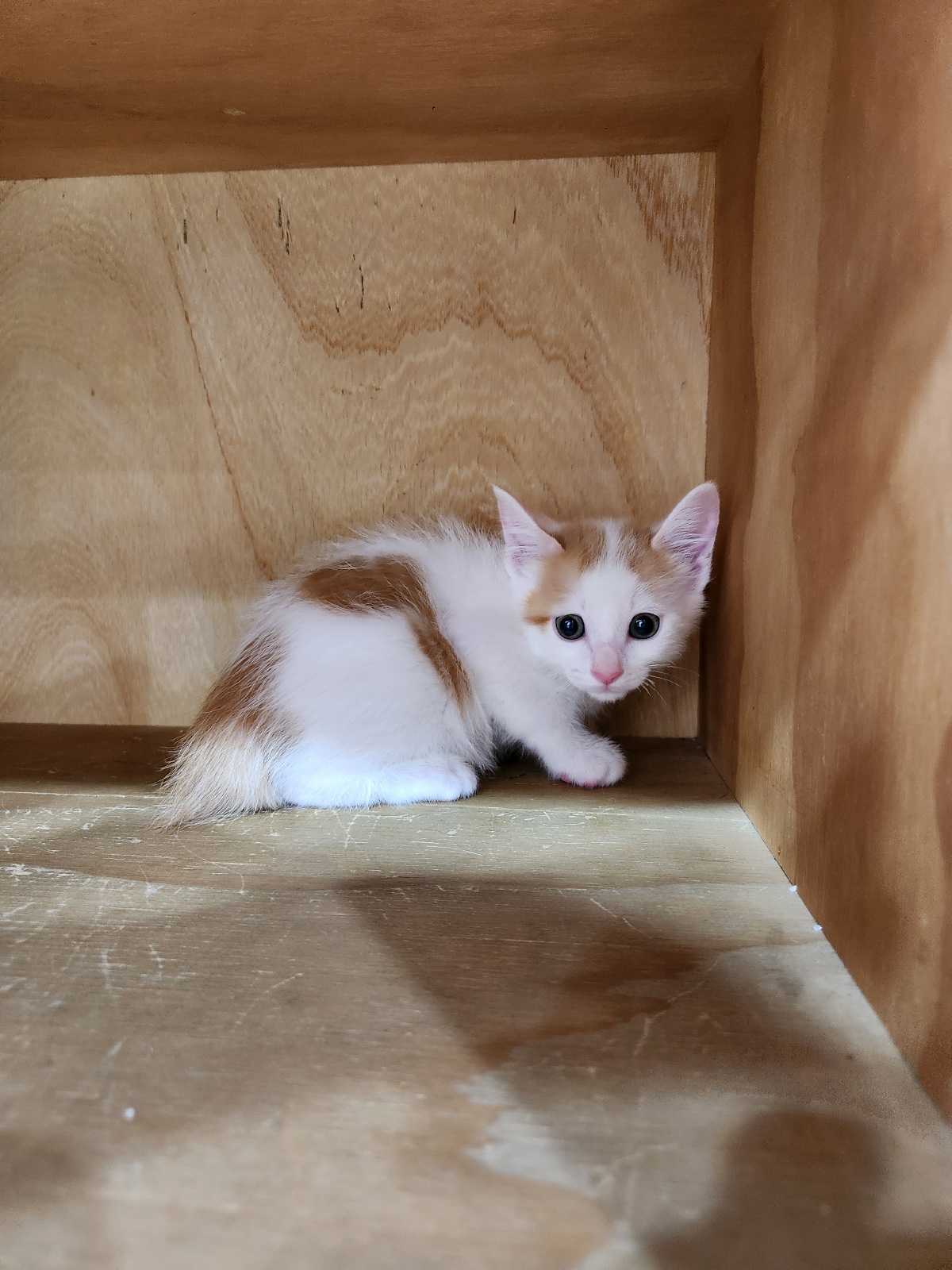 보호중 한국 고양이…