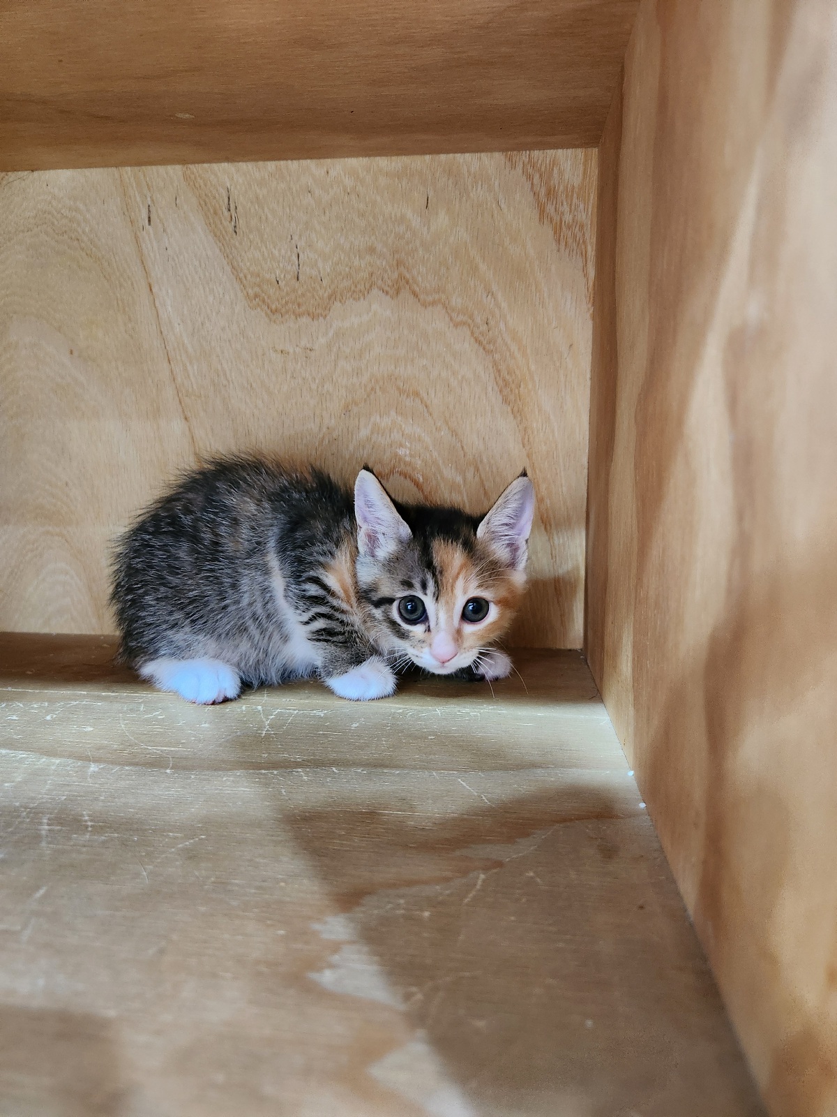 대구시수의사회(동산)_427341202500691