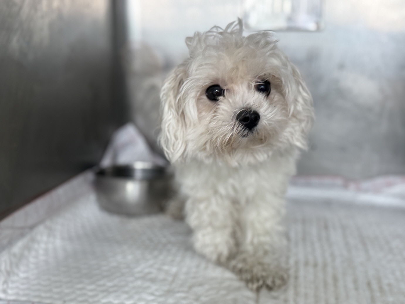 종료(반환) 말티즈…