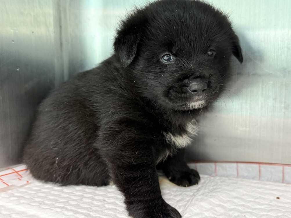 종료(입양) 믹스견…