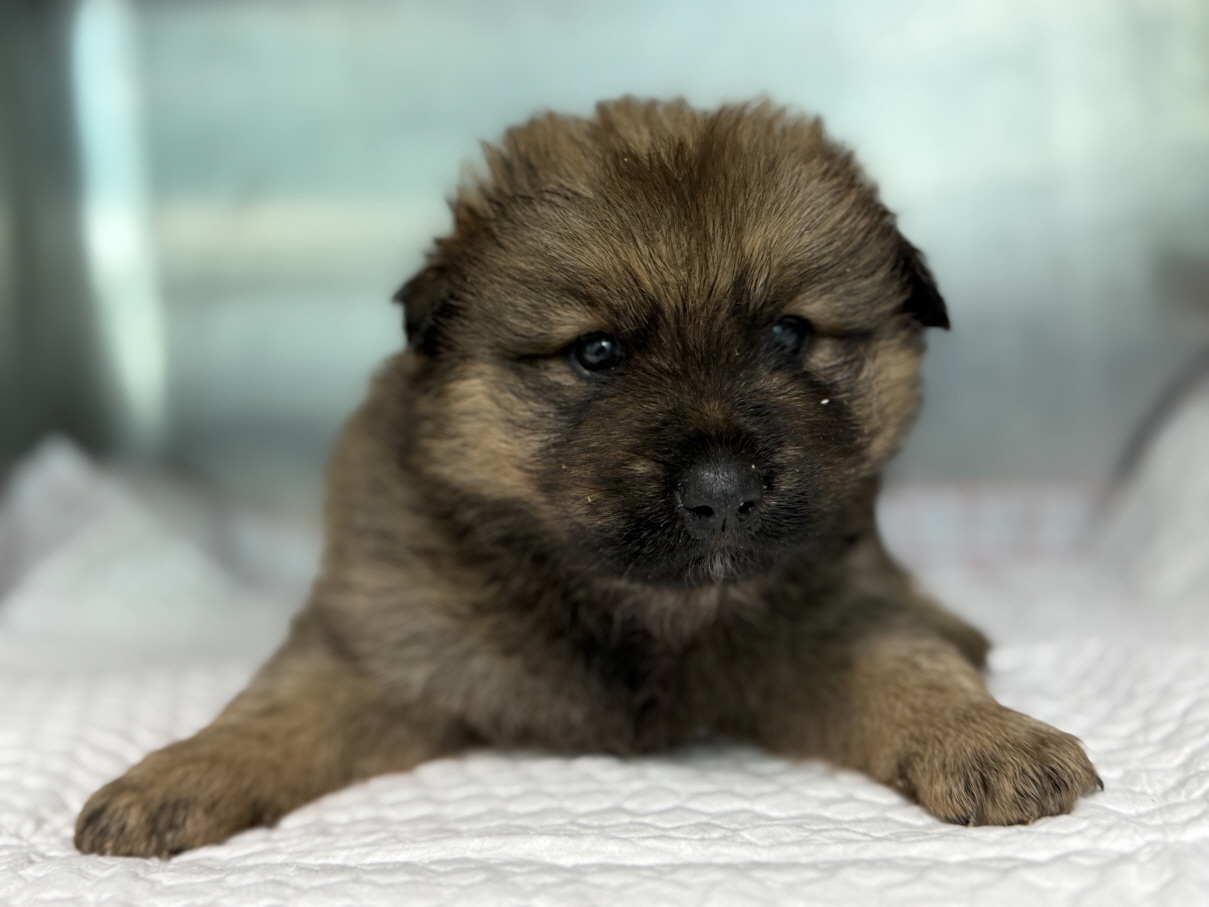 보호중 믹스견의 가…