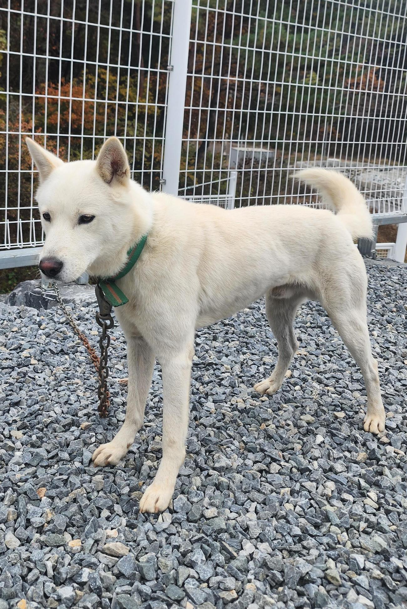 종료(입양) 진도견…