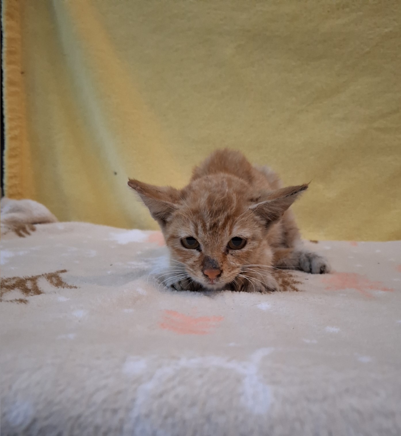 보호중 믹스묘의 가…