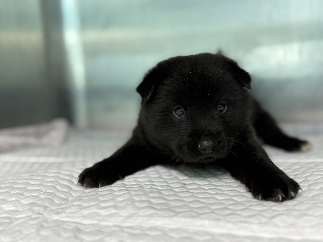 종료(입양) 믹스견…