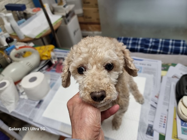 종료(입양) 푸들의…