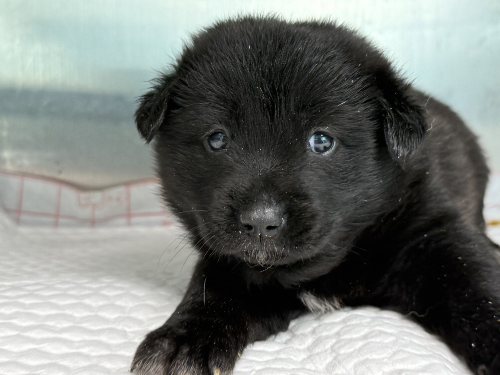 종료(기증) 믹스견…